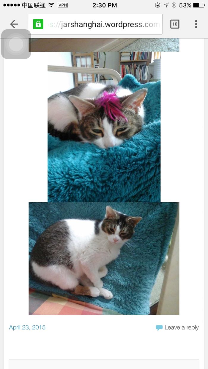 Floki Was Homeless But Now He's Super Spoiled