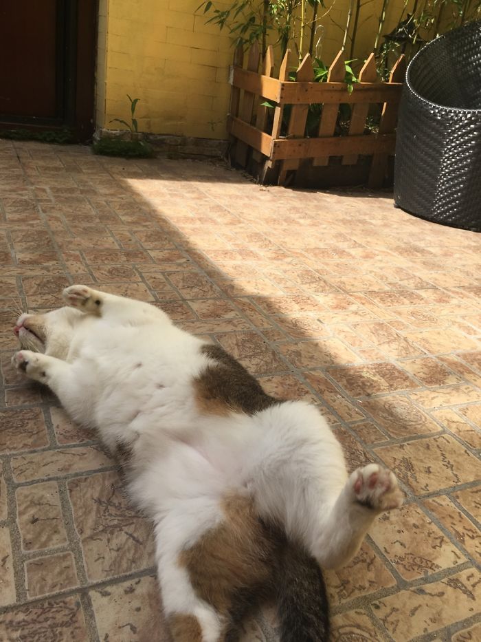 Floki Was Homeless But Now He's Super Spoiled