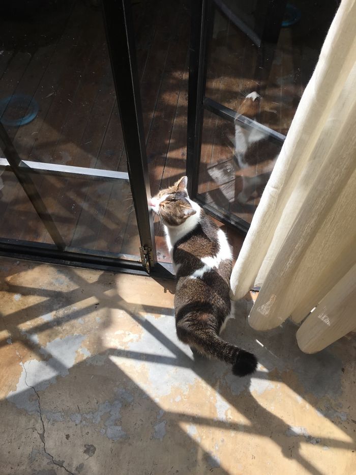 Floki Was Homeless But Now He's Super Spoiled