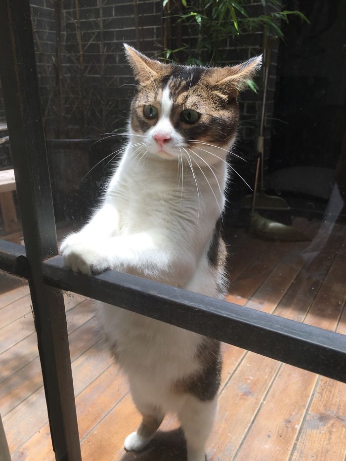 Floki Was Homeless But Now He's Super Spoiled