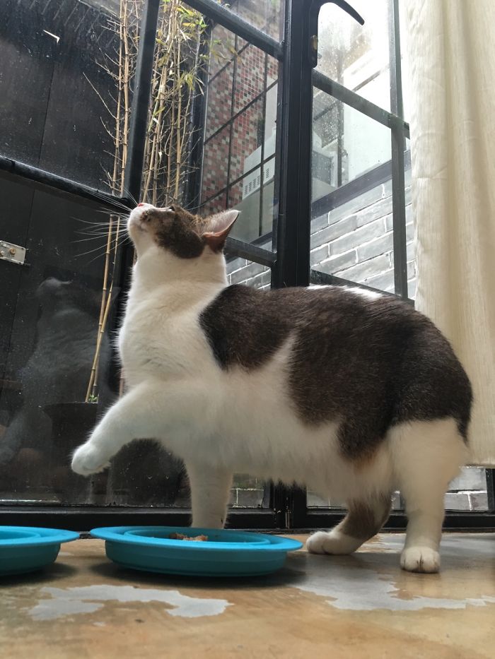 Floki Was Homeless But Now He's Super Spoiled