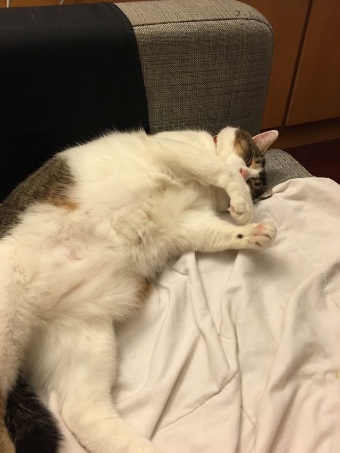 Floki Was Homeless But Now He's Super Spoiled