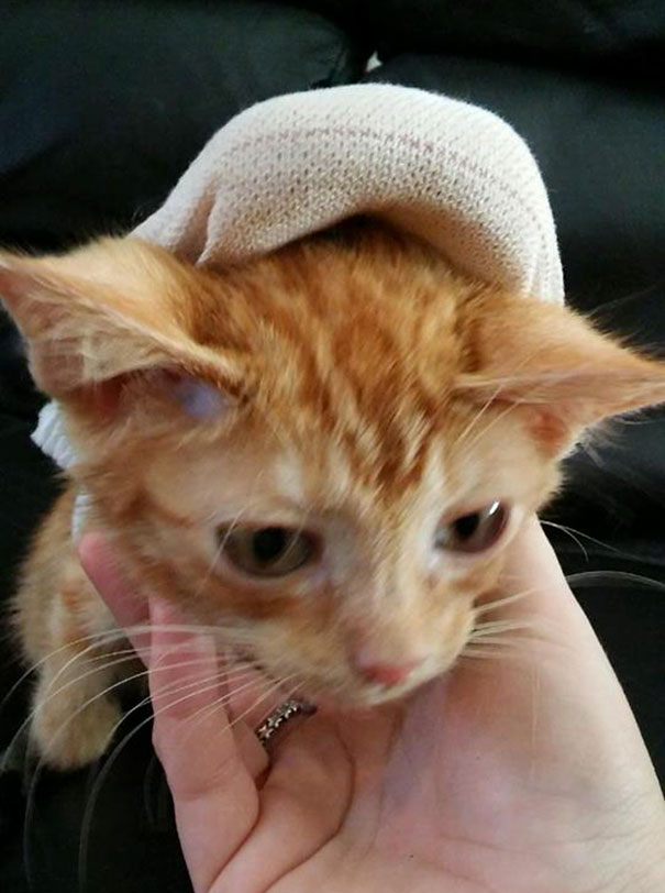 injured-kitten-hit-car-body-cast-purrito-davey-1 injured-kitten-hit-car-body-cast-purrito-davey-1