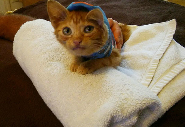 injured-kitten-hit-car-body-cast-purrito-davey-12 injured-kitten-hit-car-body-cast-purrito-davey-12