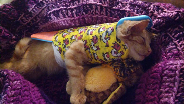 injured-kitten-hit-car-body-cast-purrito-davey-13 injured-kitten-hit-car-body-cast-purrito-davey-13