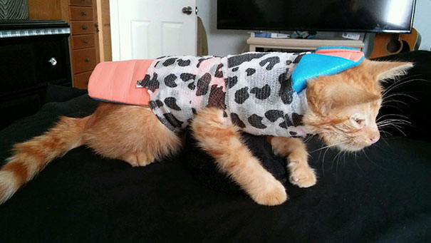 injured-kitten-hit-car-body-cast-purrito-davey-15 injured-kitten-hit-car-body-cast-purrito-davey-15