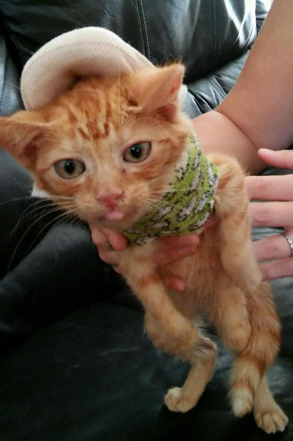 injured-kitten-hit-car-body-cast-purrito-davey-4 injured-kitten-hit-car-body-cast-purrito-davey-4