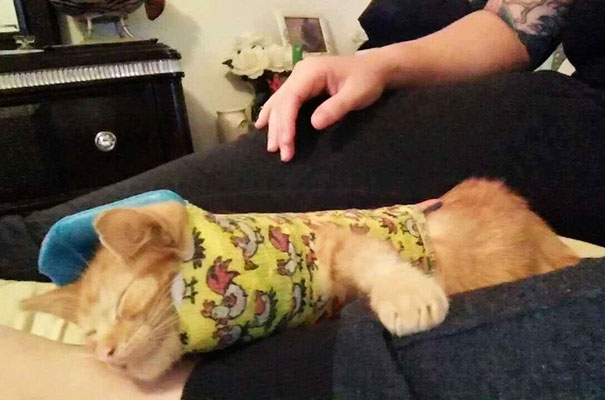 injured-kitten-hit-car-body-cast-purrito-davey-7 injured-kitten-hit-car-body-cast-purrito-davey-7