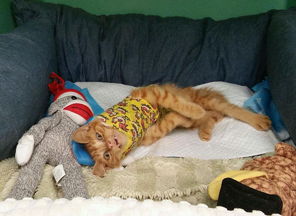 injured-kitten-hit-car-body-cast-purrito-davey-8 injured-kitten-hit-car-body-cast-purrito-davey-8