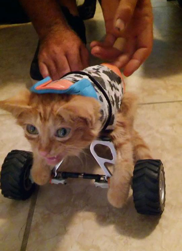 injured-kitten-hit-car-body-cast-purrito-davey-9 injured-kitten-hit-car-body-cast-purrito-davey-9