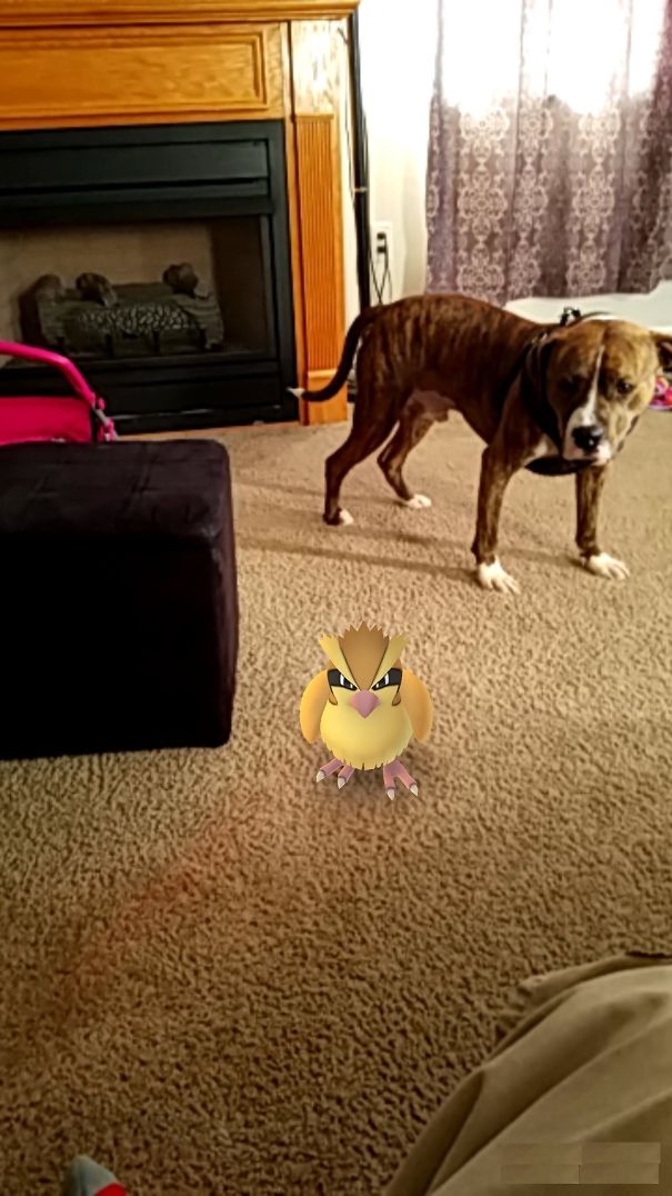 Dog observing a Pokémon in a living room, showcasing pets interacting with Pokémon Go.