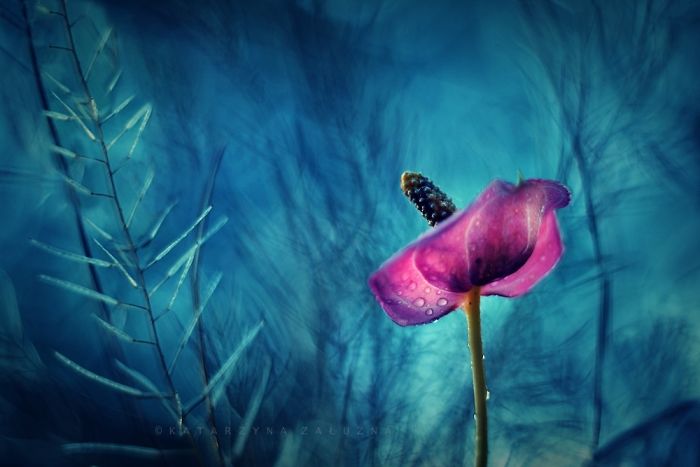 Meadow Flowers Look Like Impressionistic Paintings Near My Home In Poland