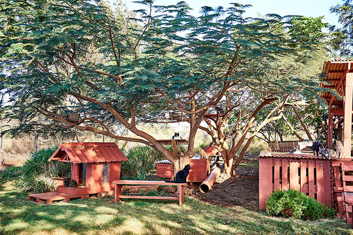 lanai-cat-sanctuary-hawaii-12