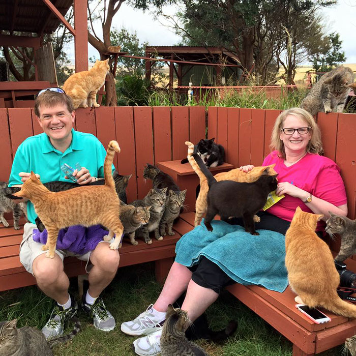 lanai-cat-sanctuary-hawaii-21