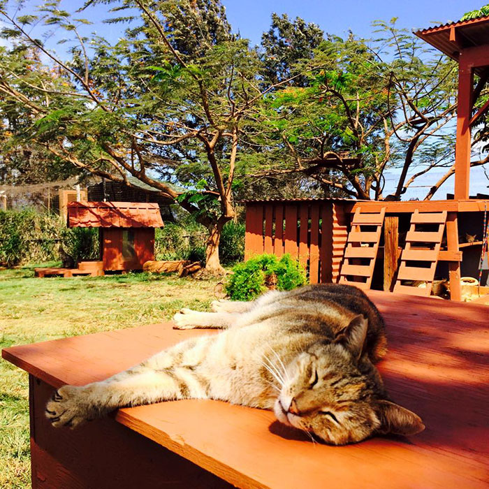 lanai-cat-sanctuary-hawaii-25