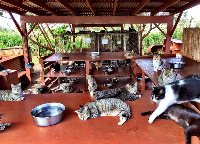 lanai-cat-sanctuary-hawaii-8