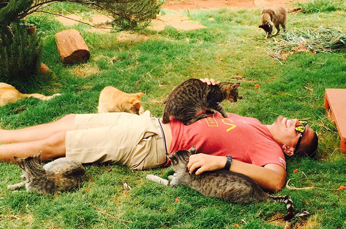 People Come From All Over The World To Cuddle 500 Kitties At This Cat Sanctuary In Hawaii