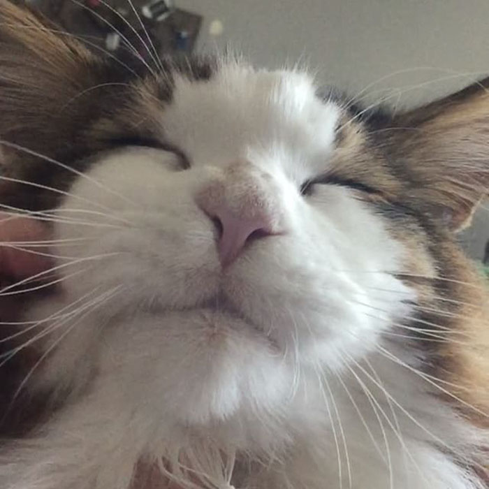 largest-cat-nyc-samson-jonathan-zurbel-33