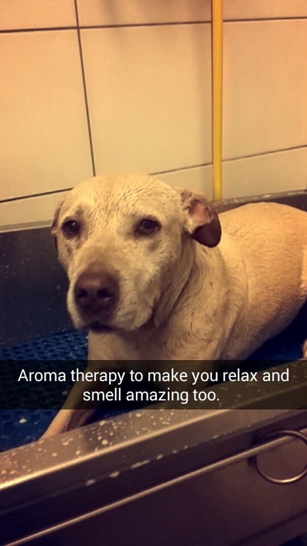 last-day-dying-dog-snapchat-hannah-a16