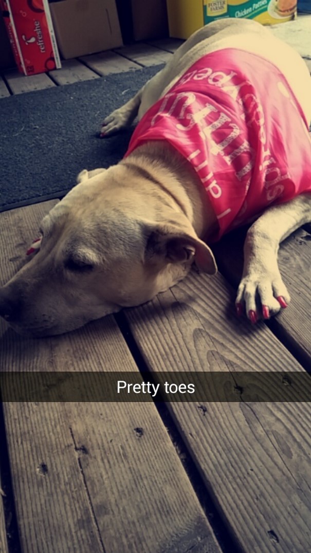 last-day-dying-dog-snapchat-hannah-a4