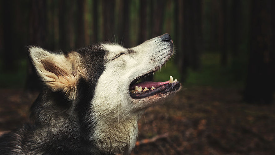 I Invited Husky For A Shoot To Create Photographic Series On True Friendship