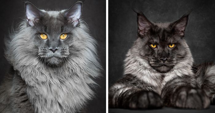 Mythical Beasts: Photographer Captures The Majestic Beauty Of Maine Coons