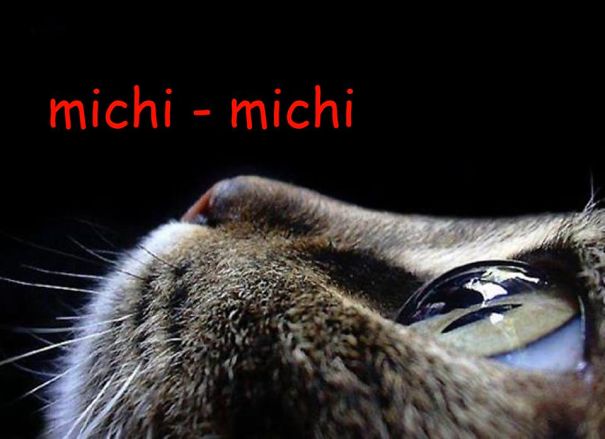 michi-michi-foto-grande-57a6be3ed9fdf.jpg