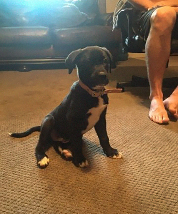 moving-trash-bag-road-abandoned-dog-malissa-sergent-lewis-1 moving-trash-bag-road-abandoned-dog-malissa-sergent-lewis-1