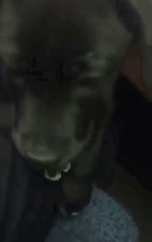 moving-trash-bag-road-abandoned-dog-malissa-sergent-lewis-4