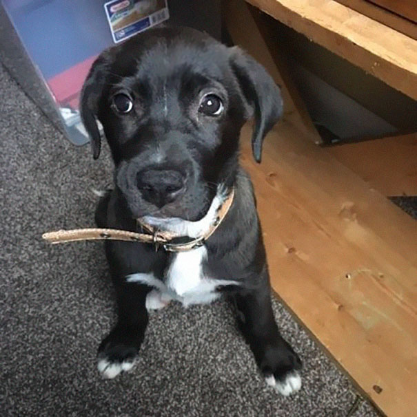 moving-trash-bag-road-abandoned-dog-malissa-sergent-lewis-6 moving-trash-bag-road-abandoned-dog-malissa-sergent-lewis-6