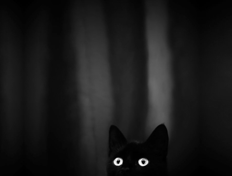 Mysterious Cat
