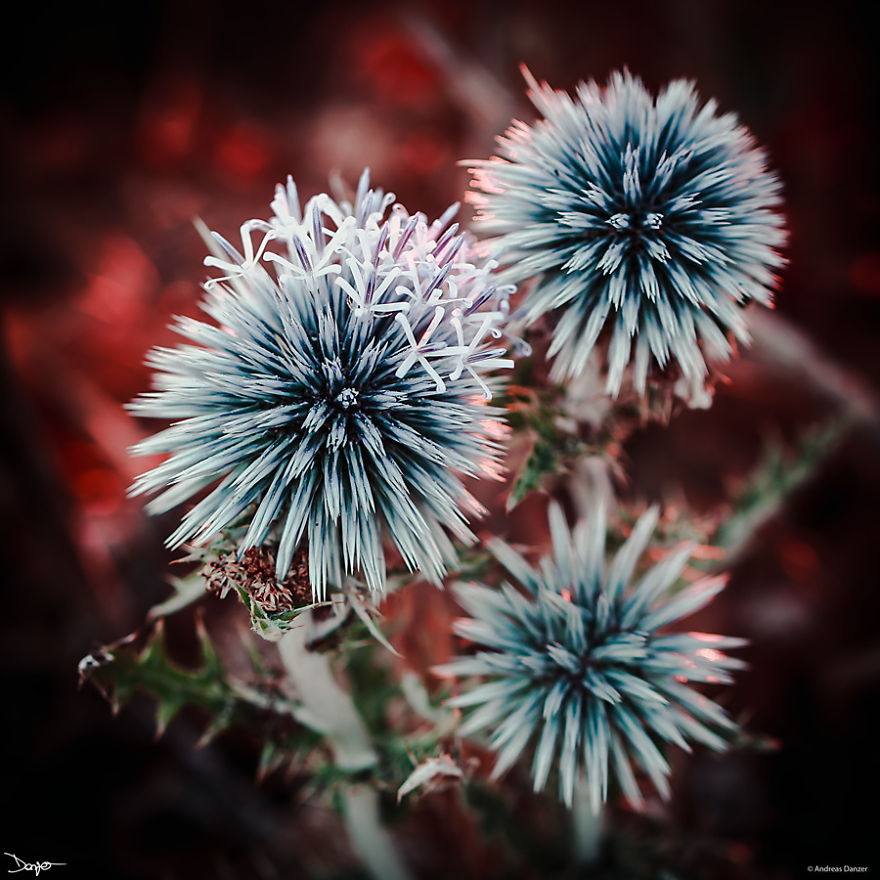 I Spent A Lot Of Time Processing My Photos... For Some Reason