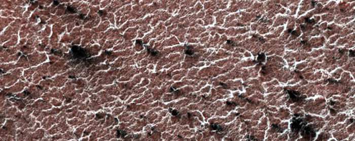 Variety Of Spider Features