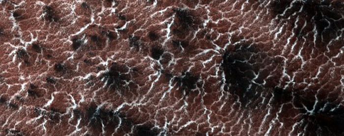 Variety Of Spider Features