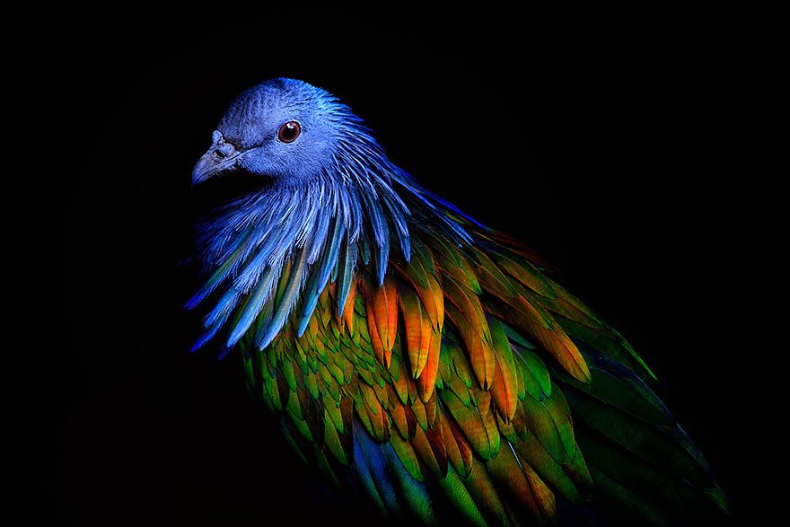 nicobar-pigeon-colorful-dodo-relative-35 nicobar-pigeon-colorful-dodo-relative-35