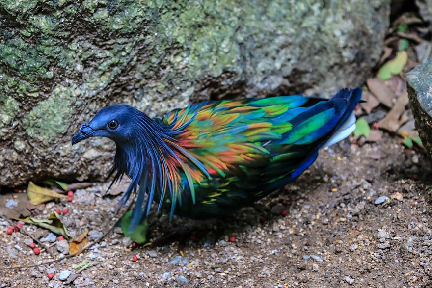 nicobar-pigeon-colorful-dodo-relative-5 nicobar-pigeon-colorful-dodo-relative-5