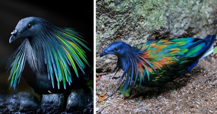 Meet The Closest Living Relative To The Extinct Dodo Bird With Incredibly Colorful Iridescent Feathers
