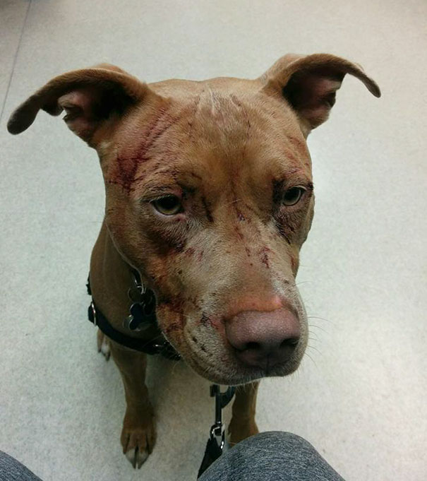 old-cat-attacks-7-pit-bulls-baby-canada-3a old-cat-attacks-7-pit-bulls-baby-canada-3a