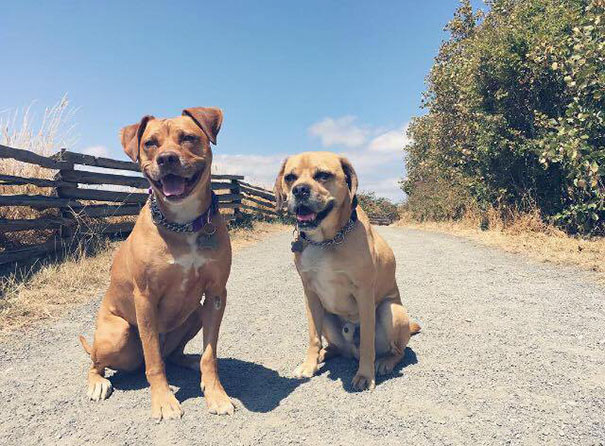 old-cat-attacks-7-pit-bulls-baby-canada-4 old-cat-attacks-7-pit-bulls-baby-canada-4