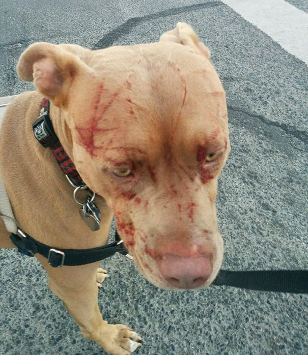 old-cat-attacks-7-pit-bulls-baby-canada-7 old-cat-attacks-7-pit-bulls-baby-canada-7