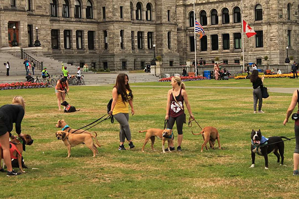 old-cat-attacks-7-pit-bulls-baby-canada-8 old-cat-attacks-7-pit-bulls-baby-canada-8