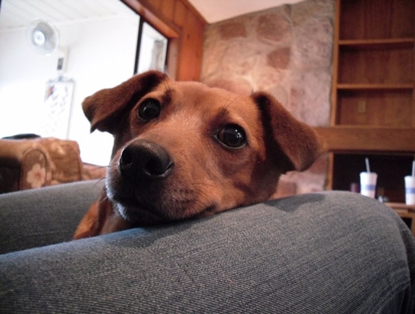 I Adopted A~7-Year-Old Dog Over Five Years Ago