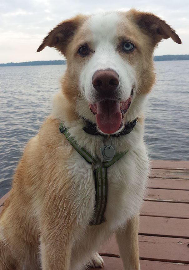 This Is Merlin, Adopted at 6.5 Years Old From A Humane Society. There's Nothing Wrong With Him. He's Just The Best Dog Ever