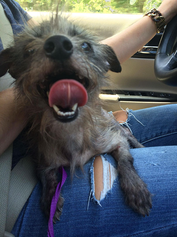 Zina, Chihuahua/Yorkie I Adopted In July. Around 5 Years Old And Is The Happiest Dog I Have Ever Seen