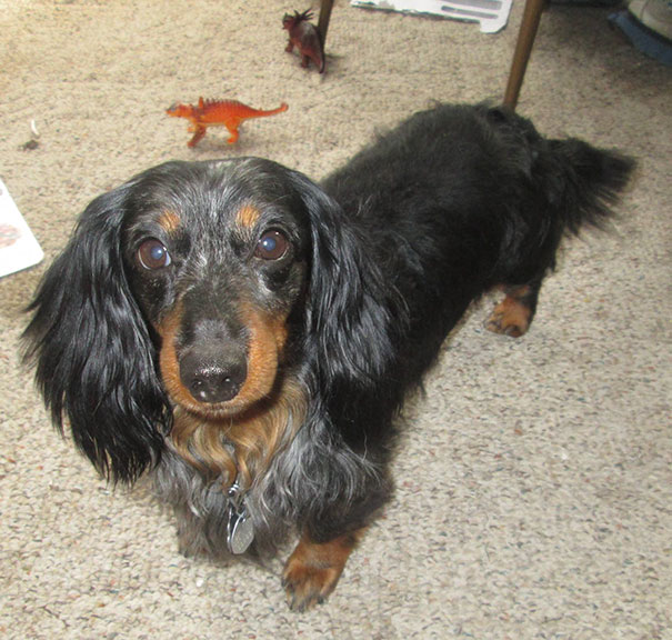 An Old Man In My Town Had To Go Into An Oldfolks Home And Couldn't Take His 9-Year-Old Dog With Him. Instead Of Him Putting His Dog Down I Adopted Him