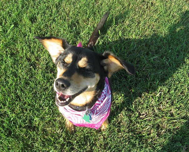 Her Name Is Dixie, She's A 6.5-Year-Old Corgle (Corgi/Beagle) I Adopted From The Shelter Today