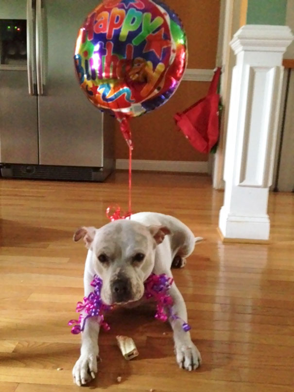 Officially Adopted My Foster Dog (9 Years Old) And Gave Her Her First Birthday Bone