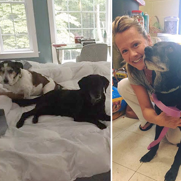 After Severe Floods Hit Town, 11-Year-Old Brownie's Former Family Lost Their Home And They Were Then Unable To Care For Her. Happily, Brownie Found Her New Loving Family