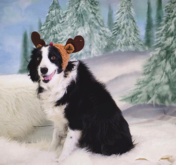 I Adopted Lacey (9Yo) From Our Local Shelter In 2011. She Had Been Left There After Living With A Family For 9 Years