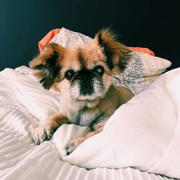 I Read Her Info Card And Saw She Was 11 Years Old And Blind. My First Thought Was, Who's Going To Walk Into An Animal Shelter And Adopt A Blind, Old Dog? My Second Thought Was, Me, That's Who